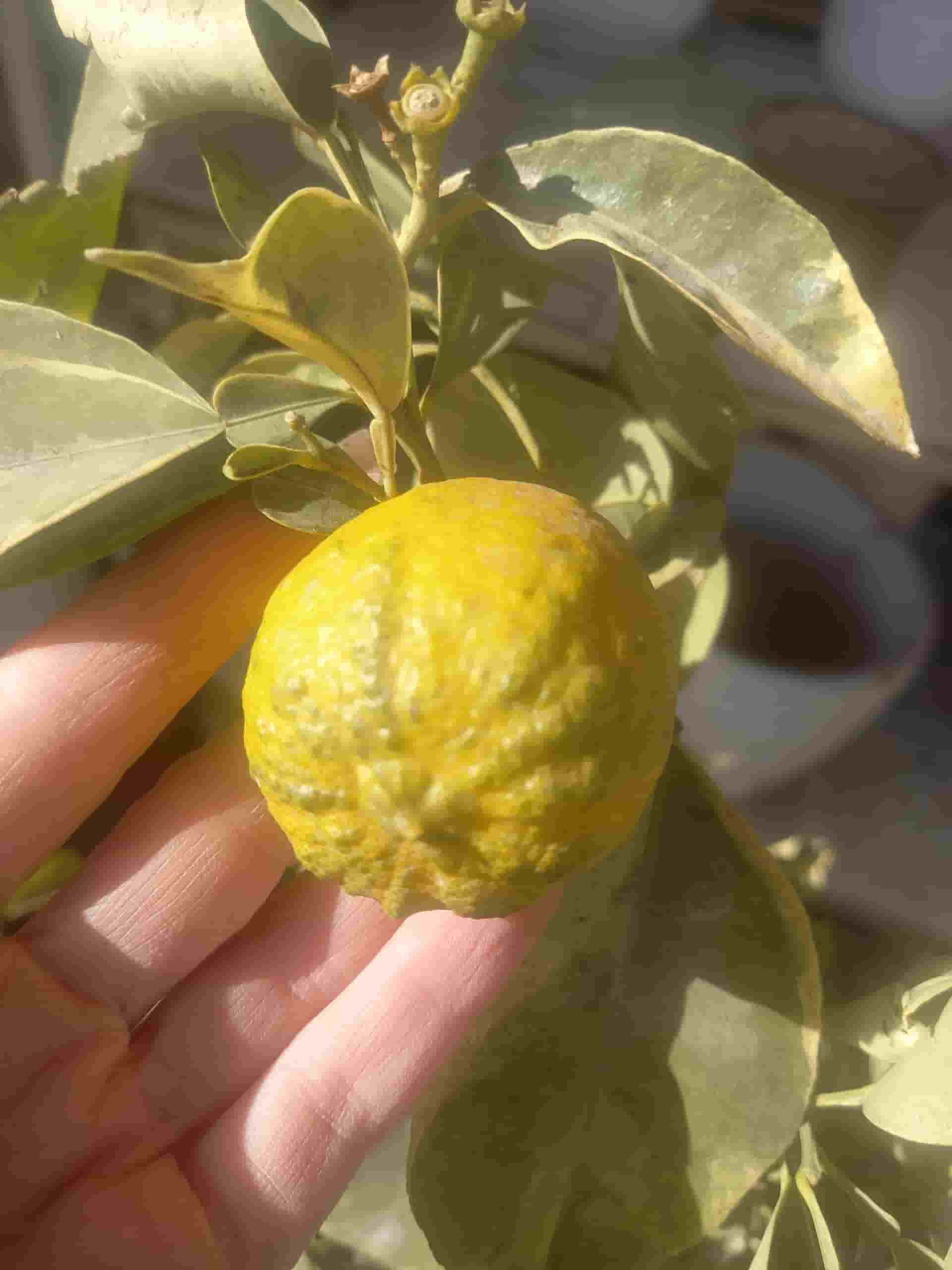 تصویر 4 از قیمت خرید نارنج ابلق + فروش ویژه